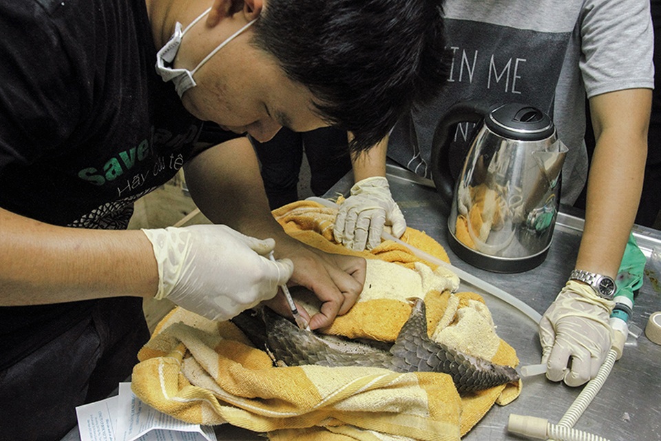 Một trong 61 cá thể Tê tê được cứu hộ.