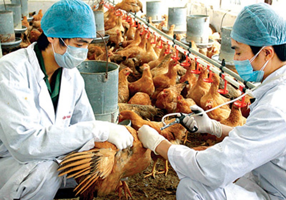 Phát động “Tháng vệ sinh, tiêu độc khử trùng môi trường” - 1 “Tháng vệ sinh, tiêu độc khử trùng môi trường” đợt 2 năm 2016 trên toàn quốc bắt đầu từ ngày 1/11 đến hết 30/11 (Ảnh minh họa internet).