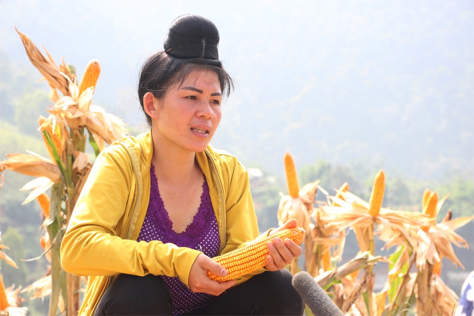Chị Uôn cho biết, kinh tế gia đình đã khá hơn trước nhờ trồng ngô biến đổi gen.