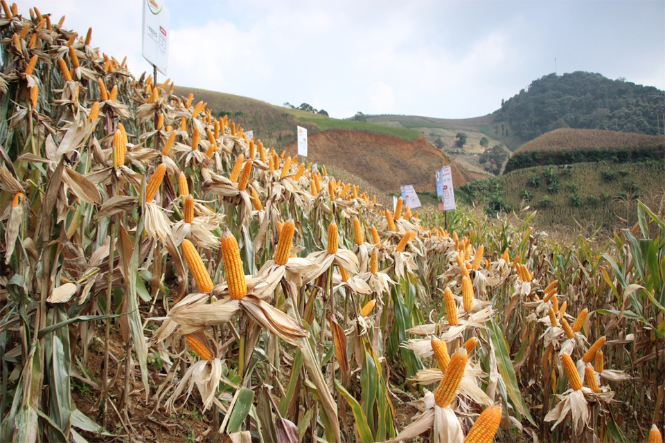 Ngô biến đổi gen đang dần thay thế giống ngô thường năng suất thấp tại tỉnh Sơn La.