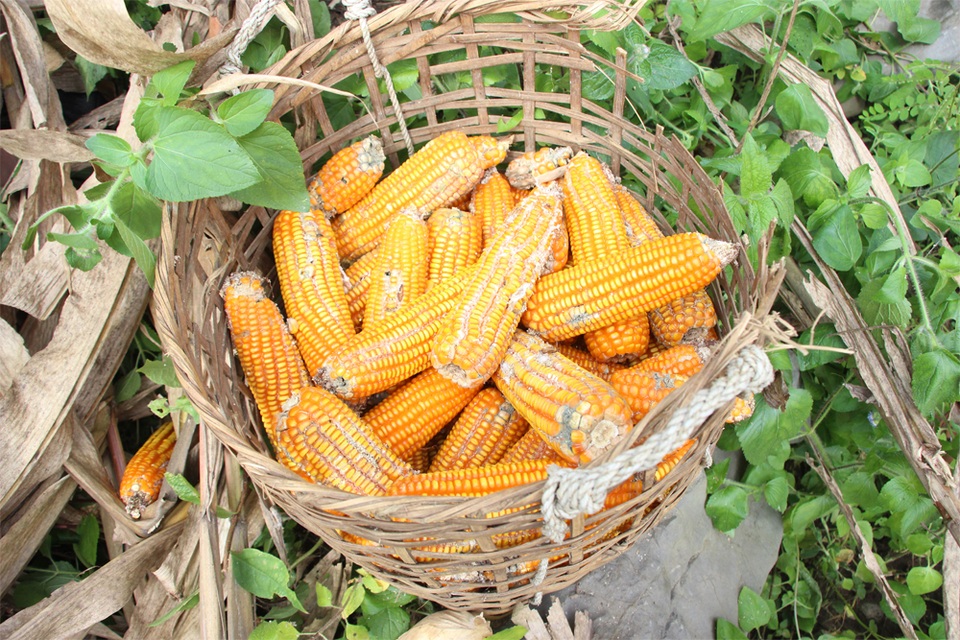 
Giống ngô trước đây bị sâu rất nhiều.
