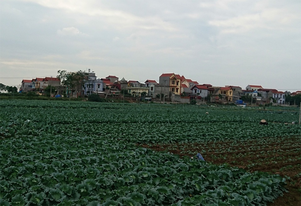 Người dân chưng hửng vì dự án nước sạch “chết yểu” - 3 Người dân xã Văn Đức trồng rau màu rất nhiều, chính vì vậy lượng thuốc sâu phun trên những cánh đồng khá nhiều, đó là lý do mà người dân nơi đây lo ngại về nguồn nước mưa khi họ đang sử dụng.