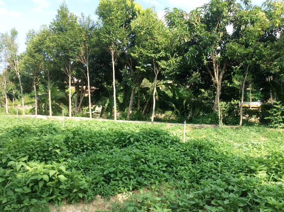 Xây “biệt phủ” không phép bị phạt... 2 triệu đồng? - 9
Vườn cây và rau.