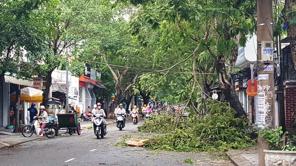Cây đổ la liệt sau bão số 4, mưa ngập nhiều nơi - 4 Cây đổ xuống trên đường Nguyễn Trãi