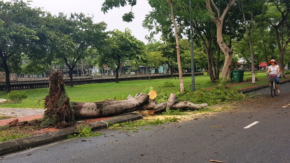 Cây đổ la liệt sau bão số 4, mưa ngập nhiều nơi - 3 Một gốc phượng lớn bị gió thổi bay trên đường Đặng Thái Thân