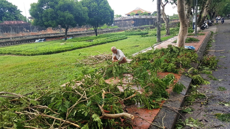 Cây đổ la liệt sau bão số 4, mưa ngập nhiều nơi - 10
Người dân tranh thủ ra chặt cành cây gãy lấy củi đốt. (Ảnh: Đại Dương)