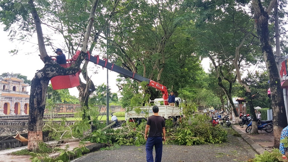 Cây đổ la liệt sau bão số 4, mưa ngập nhiều nơi - 8
Lực lượng chức năng dọn dẹp cây đổ trên phố.