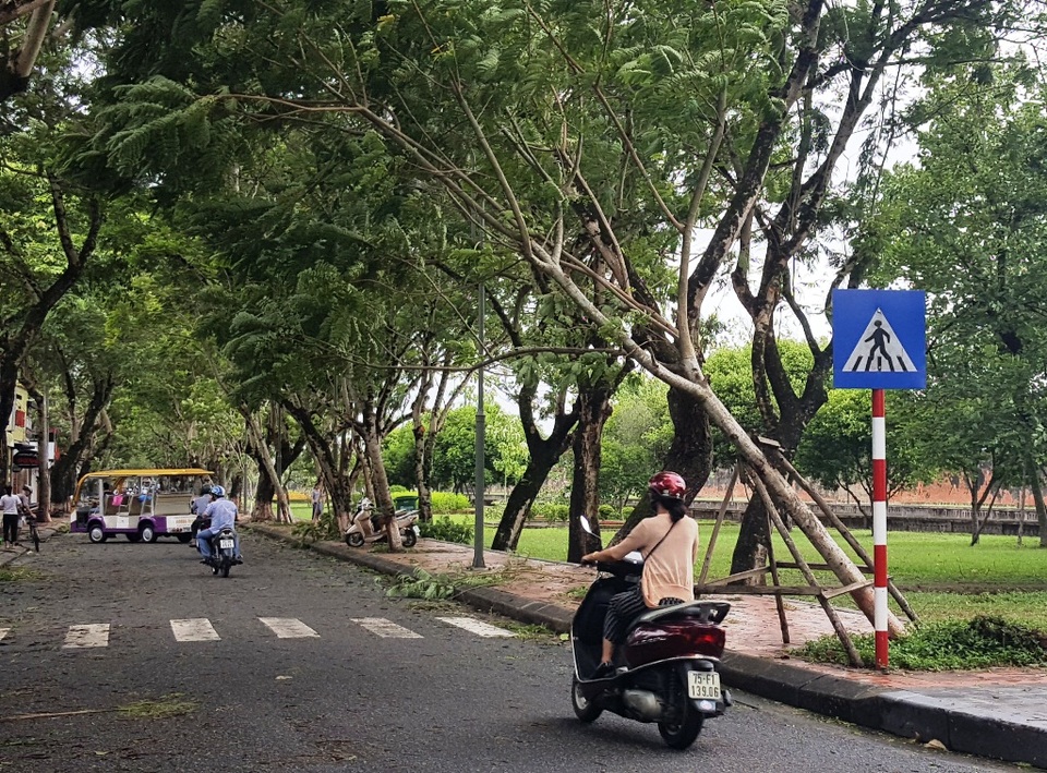 Cây đổ la liệt sau bão số 4, mưa ngập nhiều nơi - 6 Một cây xanh yếu gần đổ trên đường Lê Huân