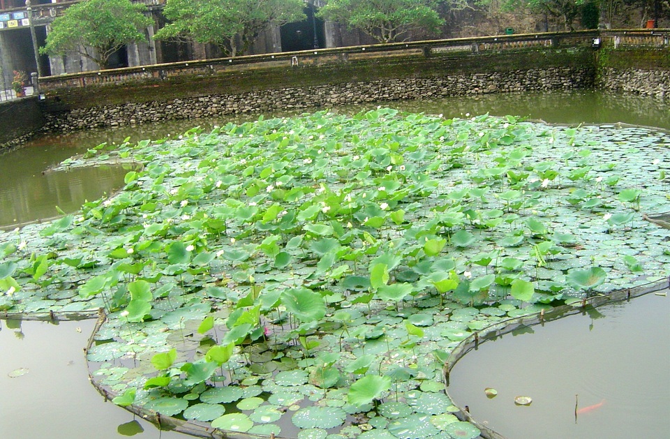 Bài 4: Tái tạo “cảnh quan cổ” cho di tích Huế: Cuộc chơi lắm công phu! - 8