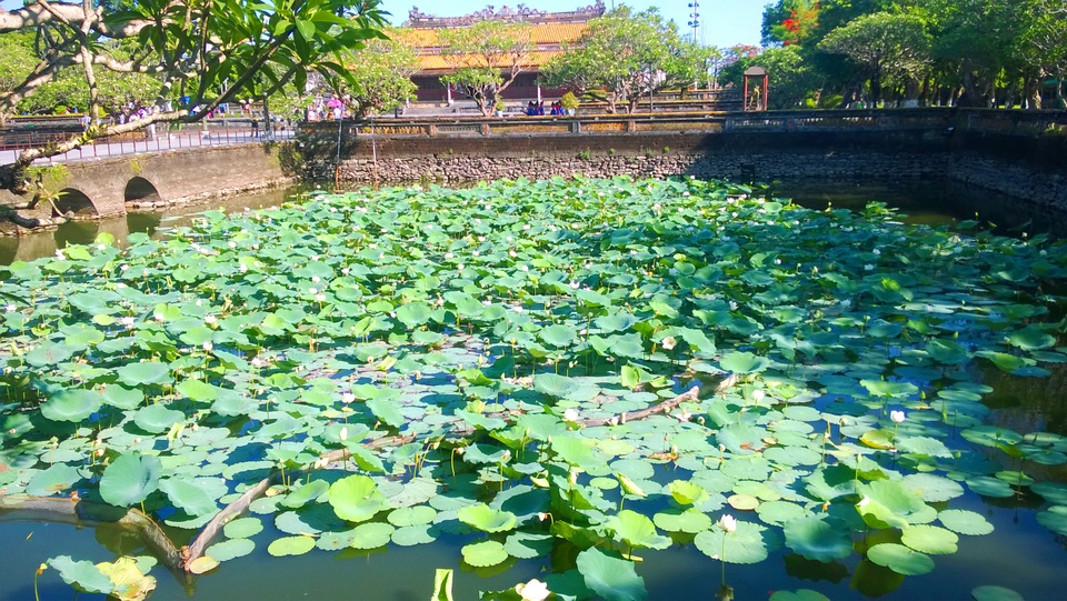 Bài 4: Tái tạo “cảnh quan cổ” cho di tích Huế: Cuộc chơi lắm công phu! - 9 Giống sen trắng được phục hồi, trồng thành công ở Hồ Thái Dịch sau Ngọ Môn và được nhân rộng ra các hồ khác
