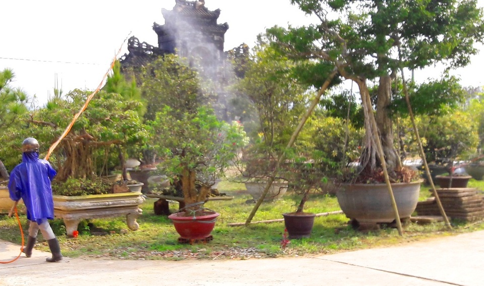 Bài 4: Tái tạo “cảnh quan cổ” cho di tích Huế: Cuộc chơi lắm công phu! - 5 Chăm sóc cây tại Vườn sưu tập nhân giống, bảo tồn các giống cây di tích