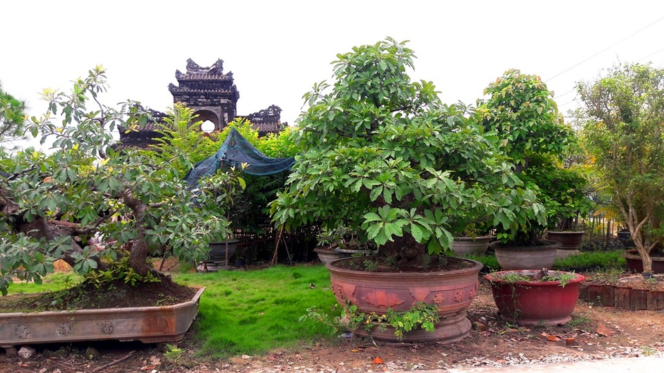 Bài 4: Tái tạo “cảnh quan cổ” cho di tích Huế: Cuộc chơi lắm công phu! - 2 Bài 4: Tái tạo “cảnh quan cổ” cho di tích Huế: Cuộc chơi lắm công phu! - 2