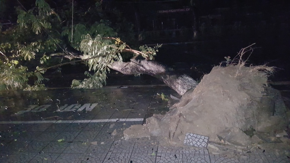 Mưa lớn, gió mạnh, cây đổ la liệt tại Huế - 3 Nhiều cây lớn bật gốc đổ chắn ngang đường