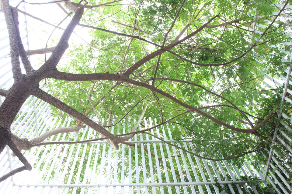 
Với mong muốn tạo ra một môi trường làm việc thân thiện, tràn ngập cây xanh và bóng mát, nhóm kiến trúc sư đã biến ý tưởng của mình thành sự thật
