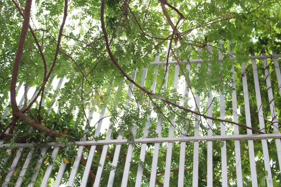 Những ngày hè oi ả, cây cung cấp bóng mát và mang lại bầu không khí trong lành toàn ngôi nhà