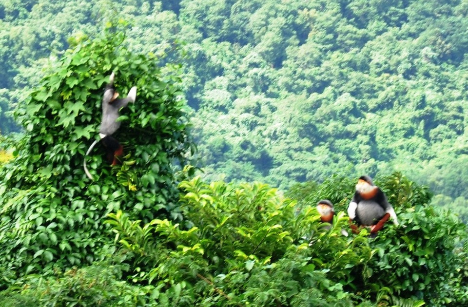 Bất ngờ phát hiện 3 đàn voọc chà vá chân nâu quý hiếm - 1 1 trong 3 đàn voọc chà vá chân nâu quý hiếm tại rừng phòng hộ Bắc Hải Vân vừa được tìm thấy (ảnh: Văn Nhân)