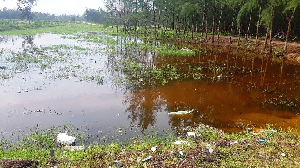 Hàng trăm hecta đất ruộng đang dần bị biển “nuốt chửng” - 5
Các ruộng đã bị nước biển tấn công bị bạc màu.