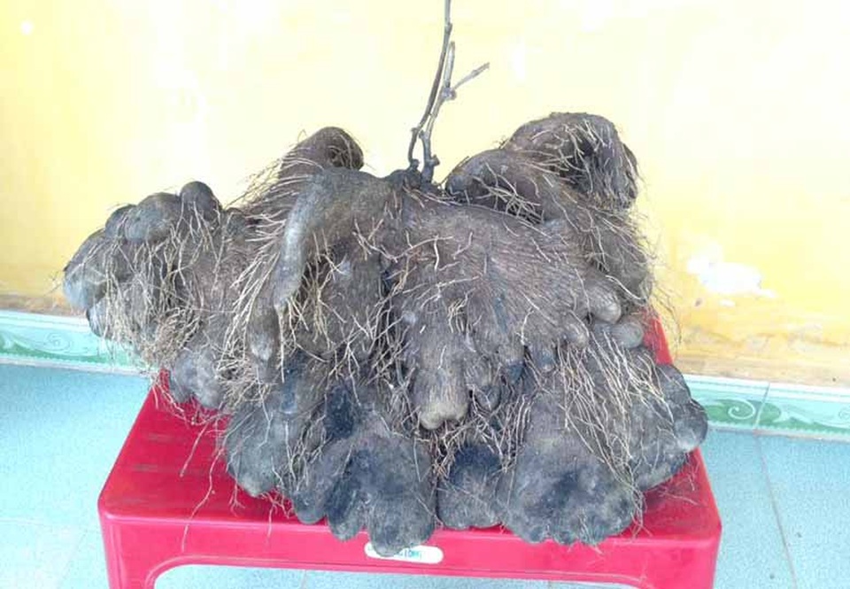 Huế: Bất ngờ đào được củ khoai tía “khủng” nặng tới 23 kg - 1 Củ khoai tía nặng đến 23 kg
