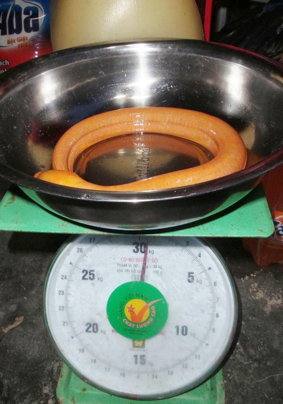 Bắt được con lươn có màu vàng kỳ lạ - 2 Con lươn vàng này nặng nửa kilo