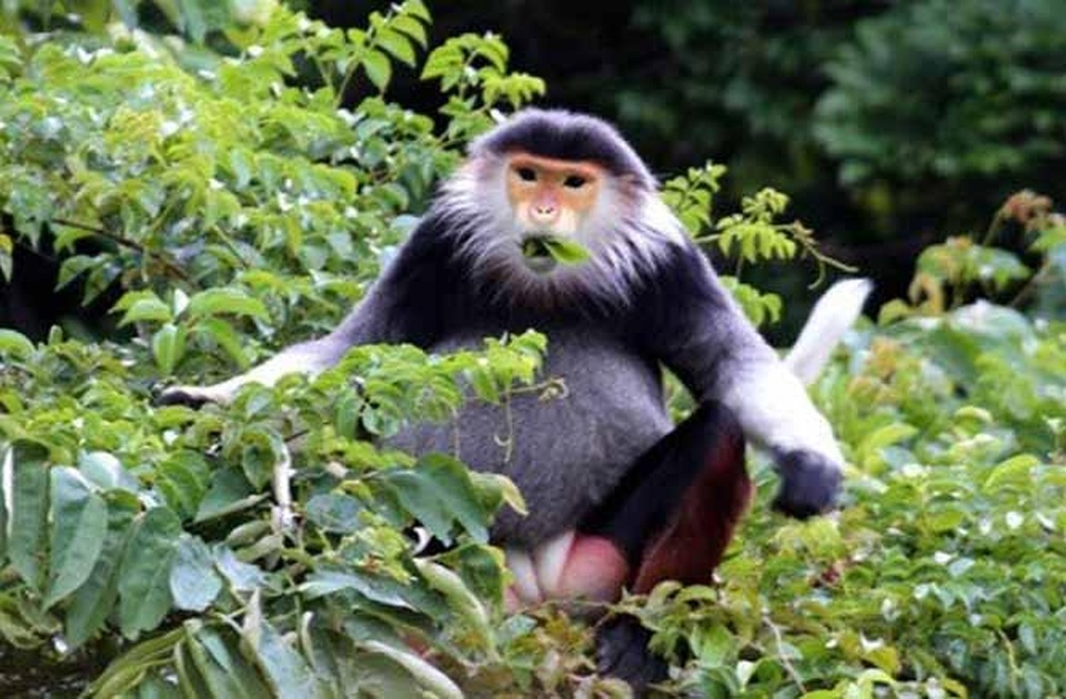 Voọc chà vá chân nâu quý hiếm vừa được phát hiện tại rừng Bắc Hải Vân