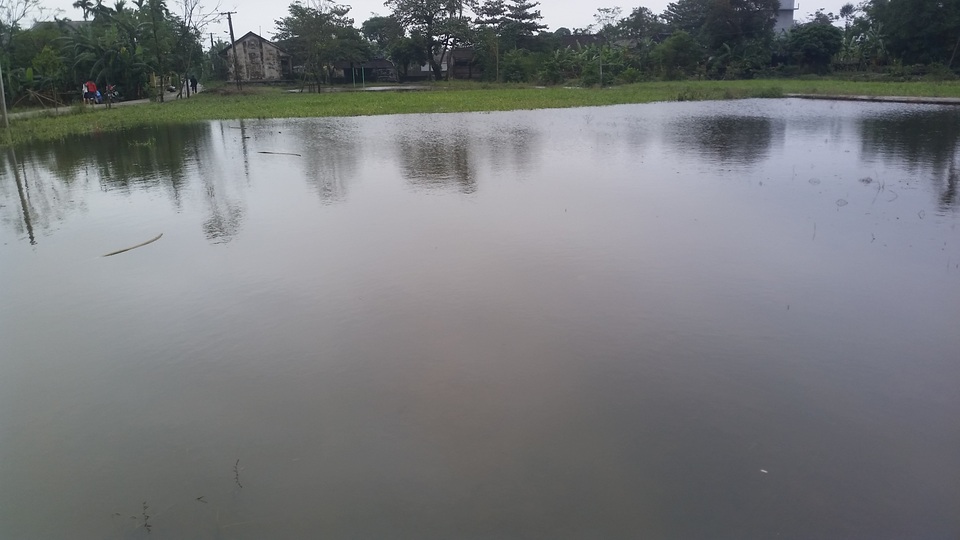 Người dân trồng rau màu và hoa Tết mất trắng sau lũ - 4 Dãy rau màu nay chỉ còn là hồ nước lũ ngập sâu