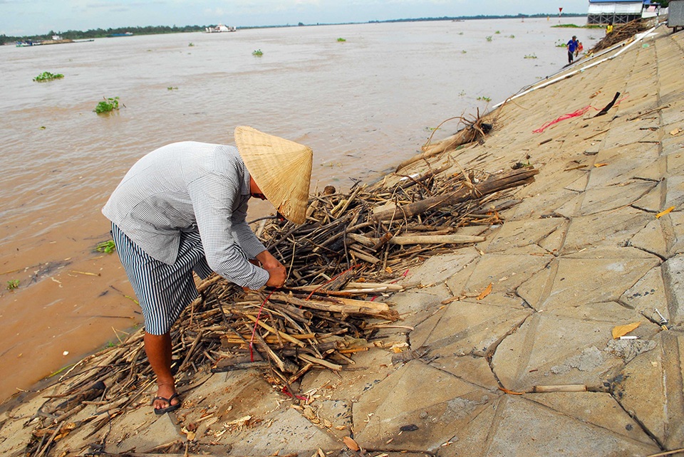 "Nô nức" lao ra giữa dòng lũ vớt củi - 11
Hàng ngày có rất nhiều người vớt củi dọc bờ kè phường Long Thạnh.