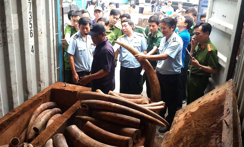 Hàng trăm khúc ngà voi nặng hơn 2 tấn giấu tinh vi trong lô gỗ “đục rỗng ruột” - 1 Lực lượng chức năng kiểm tra số ngà voi được cất giấu trong nhiều hộp gỗ.