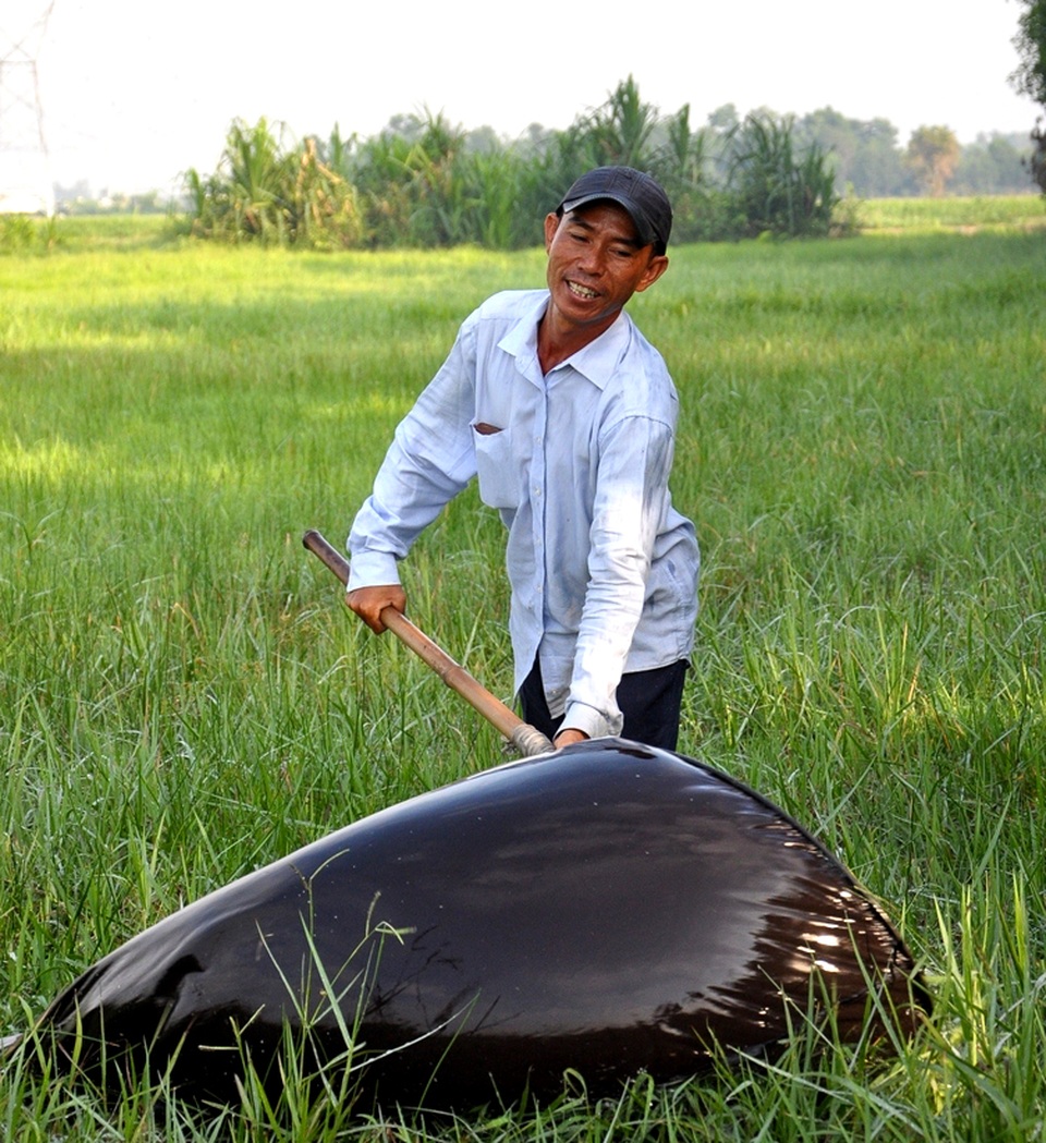 "Thợ săn" cào cào ở ngoại ô Sài thành - 3 Nghề săn cào cào cho nhiều người có thu nhập ổn định.