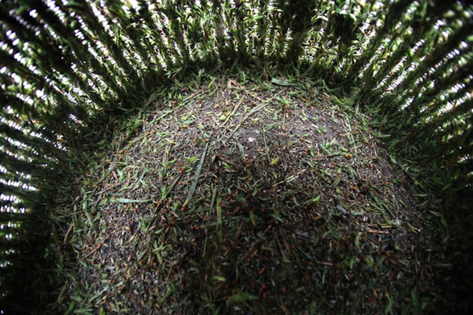 "Thợ săn" cào cào ở ngoại ô Sài thành - 5