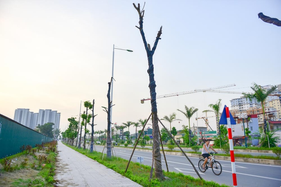 Hà Nội: Cây chết hàng loạt trên đường nghìn tỷ mới khánh thành - 2
Đường Trần Hữu Dực dài 3,5km, mới thông xe tháng 4/2017 với tổng mức đầu tư 1.543 tỷ đồng. Đến nay, hàng loạt cây trồng hai bên đường đã chết khô.