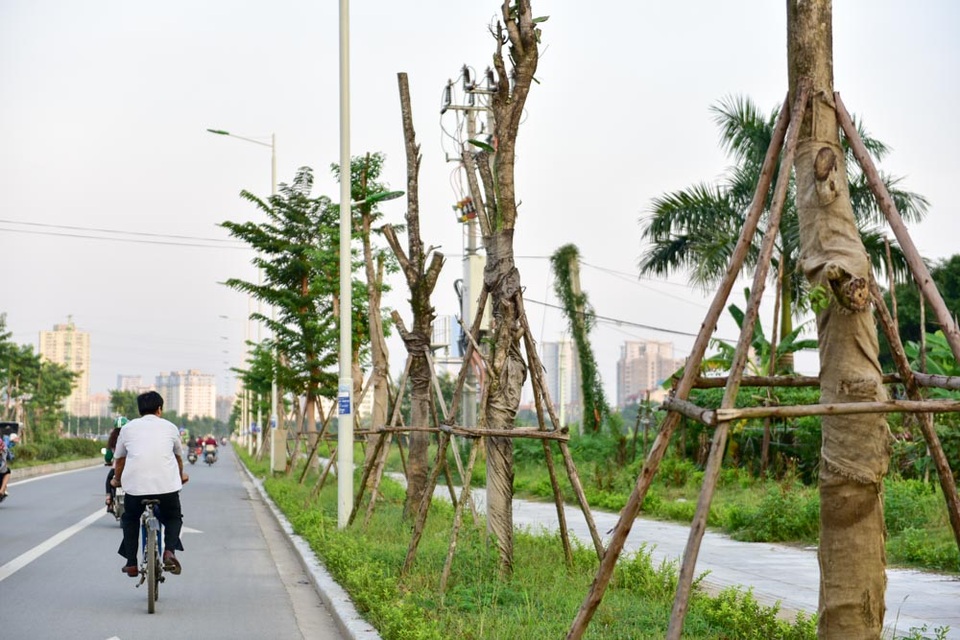 Hà Nội: Cây chết hàng loạt trên đường nghìn tỷ mới khánh thành - 3
Đây là loạt cây mới được trồng song song quá trình làm đường. Tuy nhiên, nhiều cây không sống được, thành cây chết khô trên con đường mới.