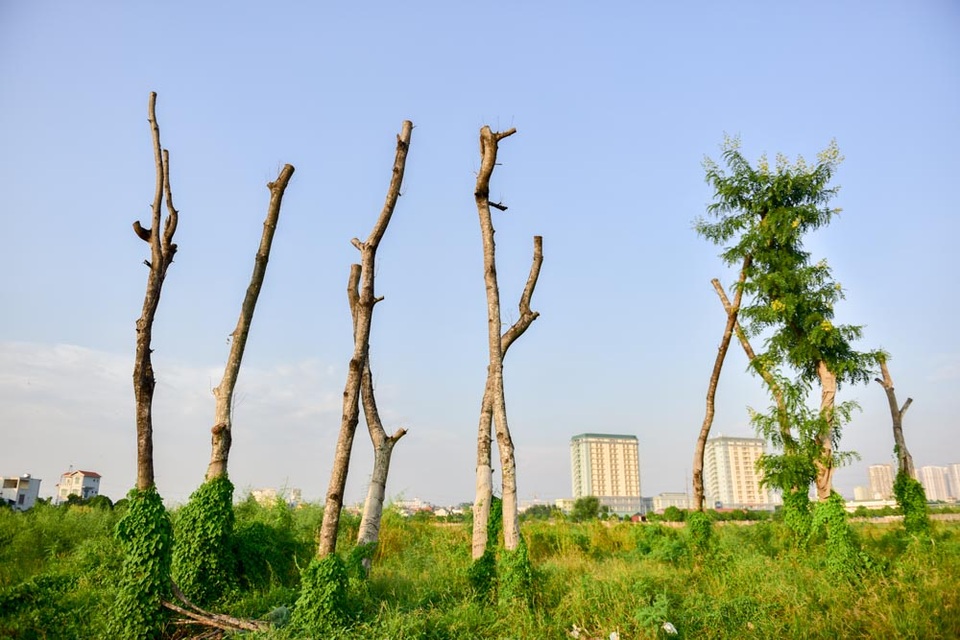 Hà Nội: Cây chết hàng loạt trên đường nghìn tỷ mới khánh thành - 5
Số cây ươm ven đường cũng chết phần lớn.