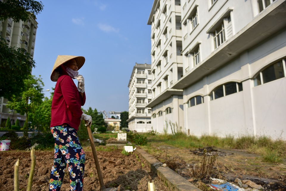 Hà Nội: Ba tòa nhà bị đề nghị đập bỏ sau 10 năm không người ở - 11
Đất xung quanh được tận dụng để trồng rau.