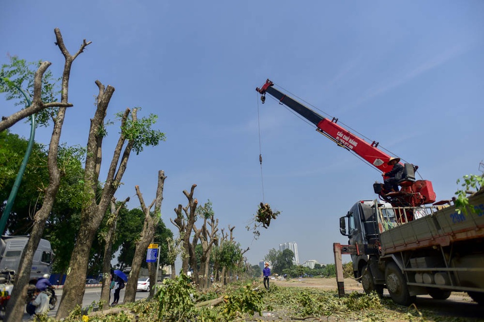 Công trường chặt hạ, đánh chuyển hàng nghìn cây xanh trên đường Phạm Văn Đồng - 9
Sau khi khảo sát tình trạng cây, dự kiến có gần 1.000 cây sẽ được đánh chuyển, 158 cây phải chặt hạ, giữ lại 142 cây.