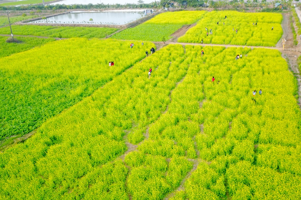 Sau cúc họa mi, giới trẻ Hà thành ngất ngây với hoa cải vàng rực rỡ - 1
Vài năm gần đây, những cánh đồng hoa cải nhuộm sắc vàng đã trở thành địa điểm check-in hấp dẫn giới trẻ Hà thành. Thời điểm này, khi vườn cải tại thị trấn Trâu Quỳ (huyện Gia Lâm, Hà Nội) bắt đầu chớm nở, giới trẻ lại rủ nhau tham quan, chụp ảnh. Các chủ vườn ở đây cho biết, cải mới đầu vụ, khoảng một tuần nữa sẽ nở đều.
