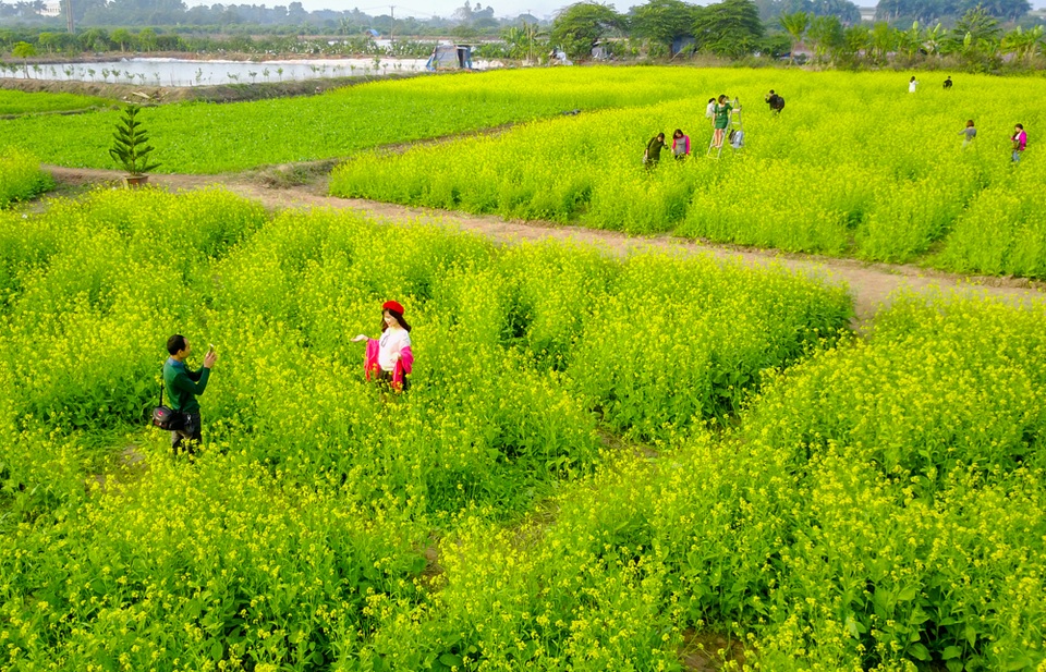 Sau cúc họa mi, giới trẻ Hà thành ngất ngây với hoa cải vàng rực rỡ - 2
Để có thể vào tham quan, chụp ảnh, chủ vườn sẽ thu phí từ 15.000 - 20.000 đồng/người. Được biết, thời điểm đông khách đến tham quan nhất thường là vào buổi chiều.