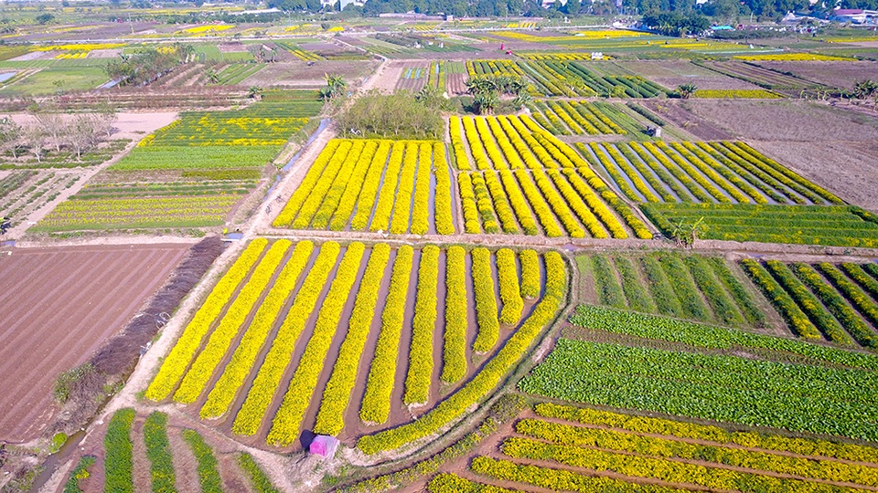 
Thôn Nghĩa Trai (xã Tân Quang, huyện Văn Lâm, Hưng Yên) vốn nổi tiếng với cánh đồng trồng hoa cúc. Những ngày này, nhìn từ trên cao, cánh đồng như một tấm thảm vàng khổng lồ.
