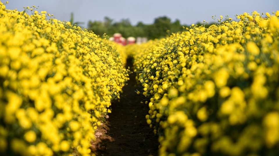 
Cúc được trồng thành luống thẳng hàng, thẳng lối. Những năm gần đây, cánh đồng hoa cúc thu hút khá nhiều người với tham quan, chụp ảnh. Từ trung tâm Hà Nội, chỉ cần qua cầu Vĩnh Tuy rồi đi dọc theo Quốc lộ 5 đến đầu thị trấn Như Quỳnh (Hưng Yên) hỏi người dân là đến được cánh đồng hoa cúc.
