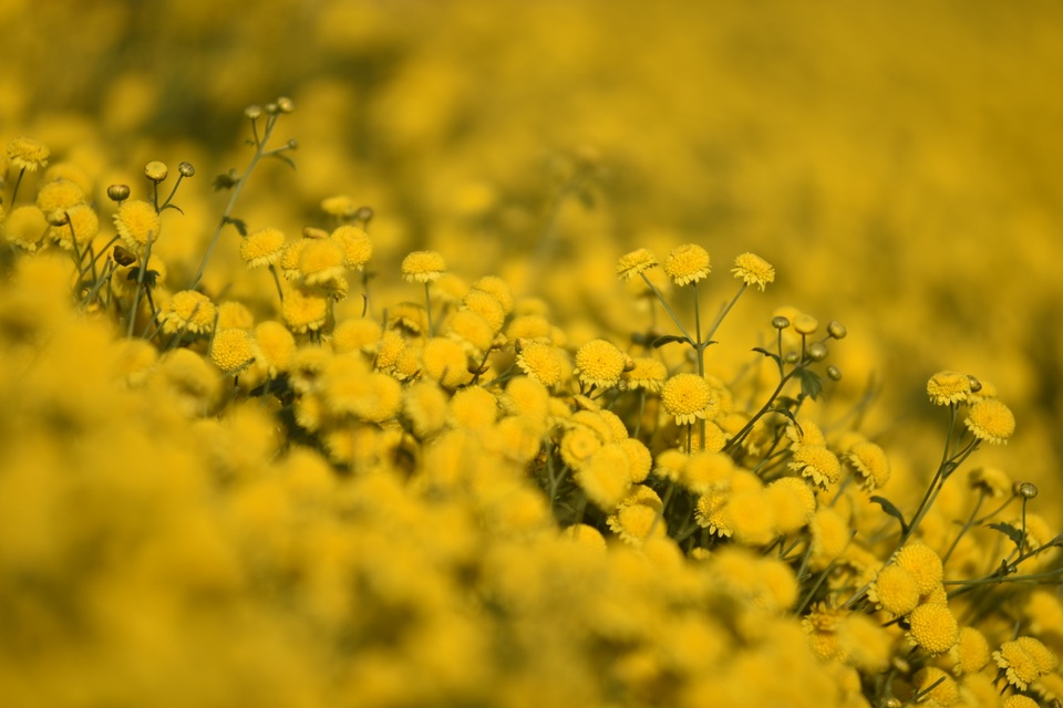 
Hoa được thu hái làm nguyên liệu trà thanh nhiệt hoặc chế biến thuốc. Du khách đến đây chụp ảnh không bị mất phí nhưng được nhắc nhở cẩn thận không hái hoa, tránh dẫm nát cây.
