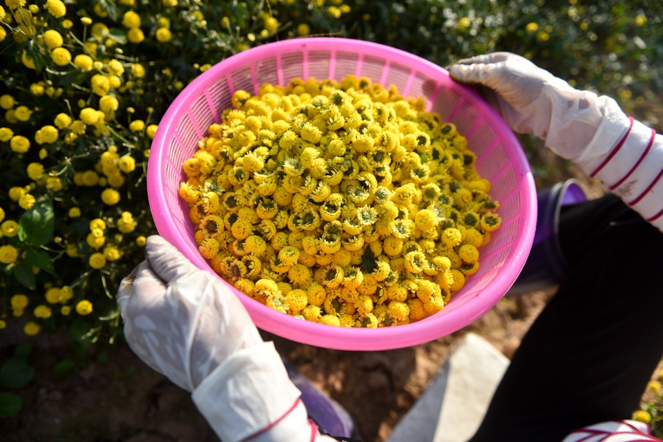 
Đang là đầu vụ nên người hái chọn những bông hoa đủ độ chín để thu hoạch trước.
