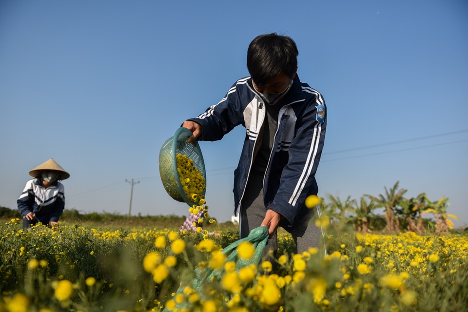 
Việc thu hoạch hoa được làm nhẹ nhàng để tránh dập nát.

