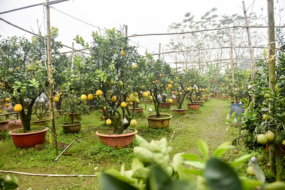 Độc đáo bưởi cảnh ghép 10 loại quả trên một cây - 1
Để tạo ra cây độc lạ, ông Lê Đức Giáp (Thanh Oai, Hà Nội) đã ghép thành công từ 5 đến 10 loại quả trên một thân cây bưởi. Quả ghép được chọn là bưởi Diễn, bưởi da xanh, bưởi đỏ, cam đường, cam Vinh, phật thủ, quýt, quất, chanh đào...