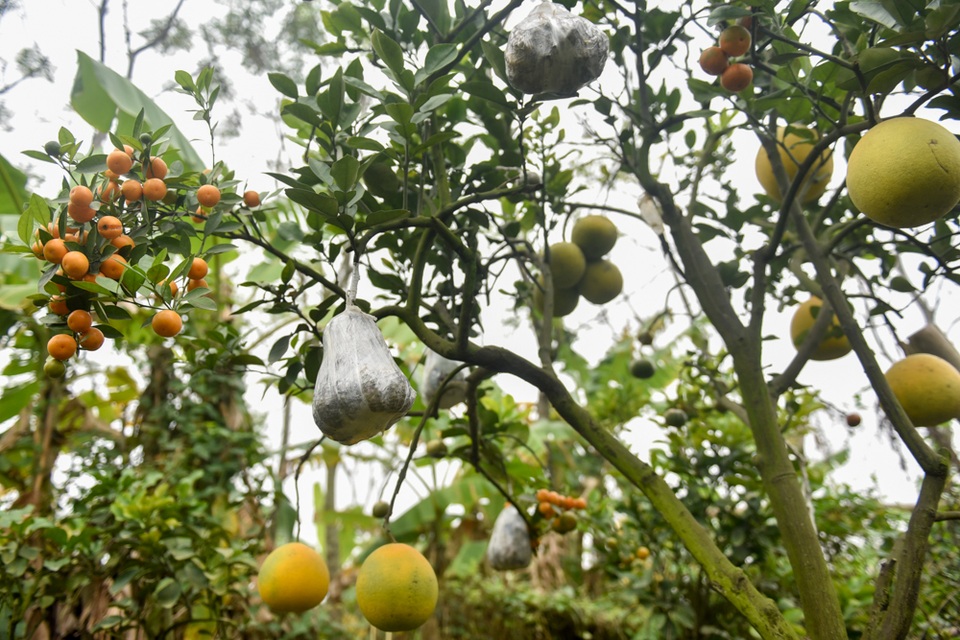 Độc đáo bưởi cảnh ghép 10 loại quả trên một cây - 9
“Kỹ thuật cấy ghép cũng đòi hỏi nhiều kinh nghiệm và hiểu biết về đặc điểm từng loại quả. Nếu ghép không khéo quả sẽ rụng, không phát triển”, ông Giáp cho hay.