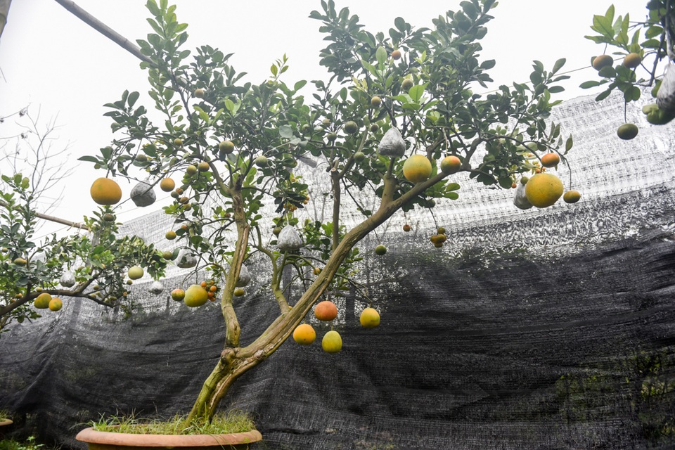 Độc đáo bưởi cảnh ghép 10 loại quả trên một cây - 11
Ở thời điểm hiện tại, tôi đã bán được khoảng 50% số cây trong vườn cho khách quen, còn lại sẽ bán vào gần dịp Tết Nguyên đán. Tổng giá trị của vườn khoảng hơn 1 tỷ đồng, trừ mọi chi phí mỗi năm tôi thu khoảng hơn 500 triệu đồng”, ông Giáp tiết lộ.