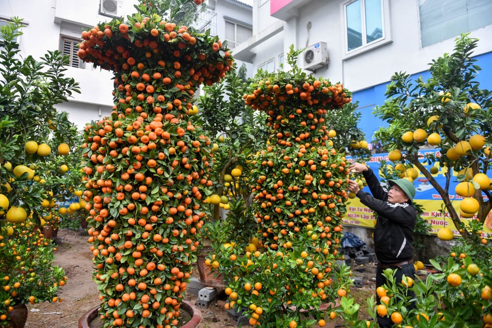 Quýt lục bình được "hét" giá 40 triệu đồng một cặp - 7
Ông Thắng cho hay năm nay ông tạo được 5 cặp quýt lục bình, một cặp đã cung tiến vào chùa, 4 cặp còn lại để bán. Đã có người trả 35 triệu đồng 1 cặp nhưng tôi chưa bán. Cặp đẹp nhất tôi nghĩ gặp khách có thể bán tới 50 triệu đồng”, ông Thắng cho biết.