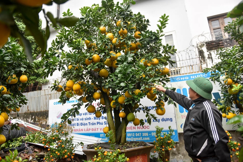 Quýt lục bình được "hét" giá 40 triệu đồng một cặp - 9
Ngoài quýt lục bình, ông Thắng còn trồng bán bưởi cổ thụ...