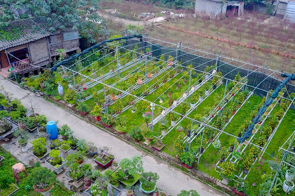 Quất ghép trên cây cần thăng cho vẻ đẹp độc đáo - 1
Để có cây cảnh Tết độc đáo phục vụ người chơi, chủ vườn quất Trương Ngọc Xuân ở Bắc Từ Liêm (Hà Nội) đã ghép quất trên thân cây cần thăng với mục đích tạo ra vẻ đẹp khác biệt.