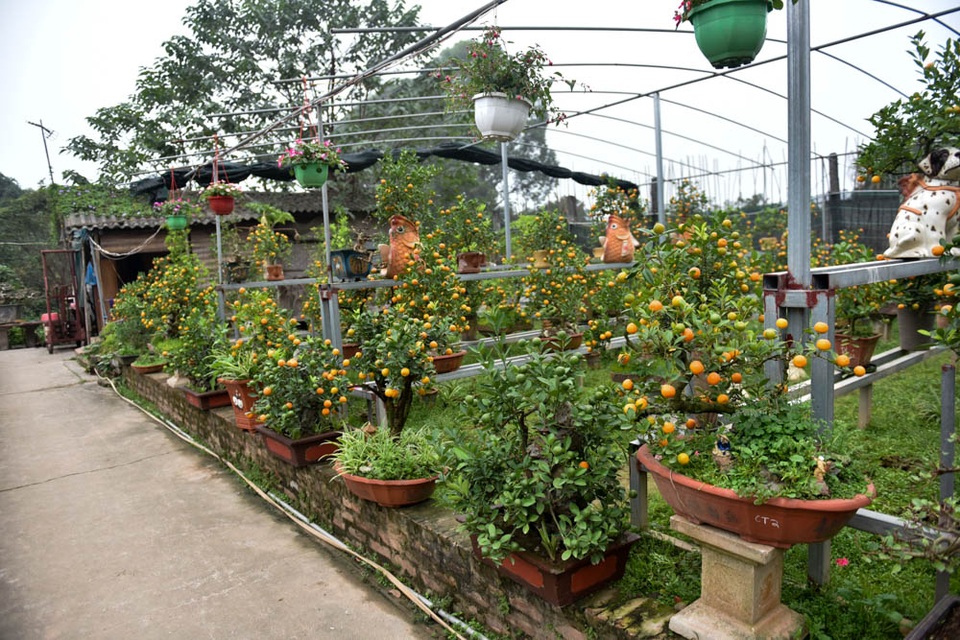 Quất ghép trên cây cần thăng cho vẻ đẹp độc đáo - 2
Quất được chọn ghép là những cây bỏ, dáng bonsai.