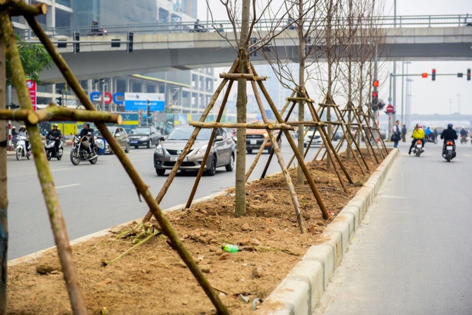 Cây phong lá đỏ lần đầu tiên được trồng trên phố Hà Nội - 5
Hàng cây phong lá đỏ được trồng ở dải phân cách giữa, cách nhau khoảng 3m.