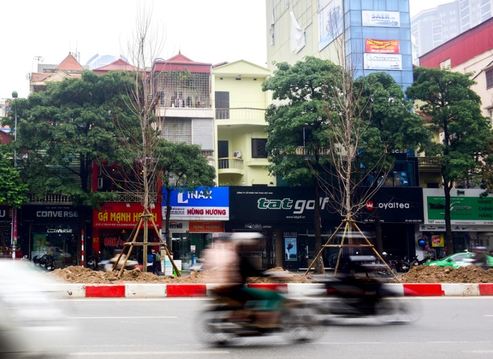 Cây phong lá đỏ lần đầu tiên được trồng trên phố Hà Nội - 9
Cũng theo người đứng đầu thành phố Hà Nội, việc phát triển cây xanh - mặt nước là một ngành kinh tế, nếu làm tốt sẽ tạo được nhiều công ăn việc làm cho người dân.